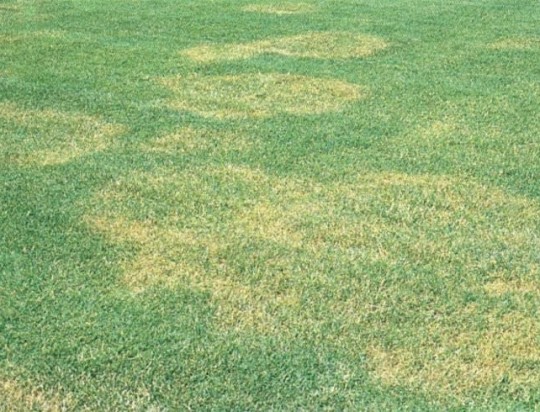 MALATTIE DEL PRATO, COME PREVENIRLE SENZA L'USO DEI FITOFARMACI: L'IRRIGAZIONE